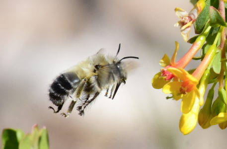 pollinators
