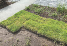 sod installation