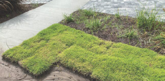 sod installation