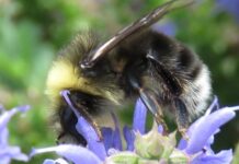 western bumble bee