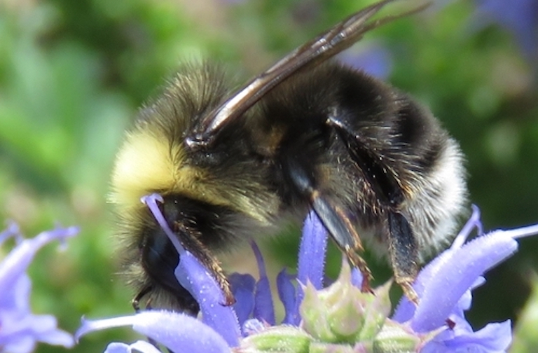 western bumble bee