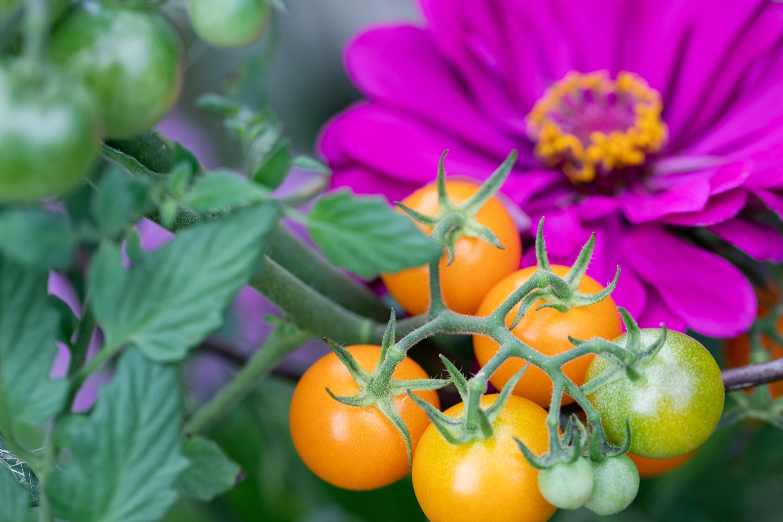 Companion Plants