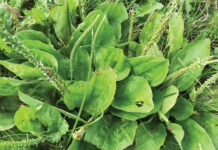 Spring weeds