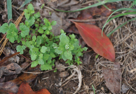 Spring weeds