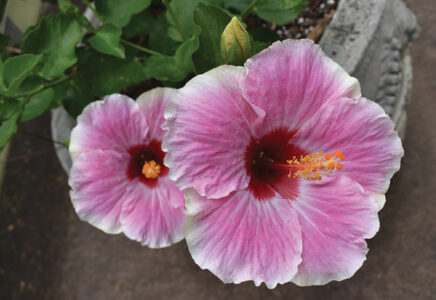 Hibiscus