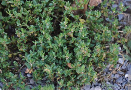 Spring weeds