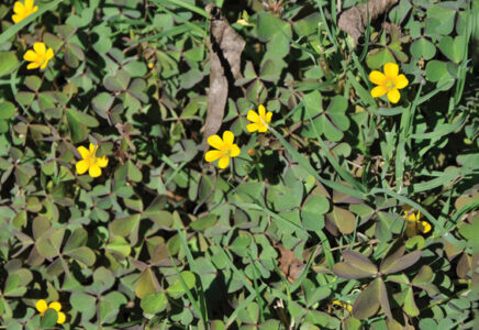 Spring weeds