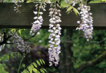 invasive plants
