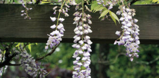 invasive plants