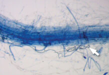 Mycorrhizae
