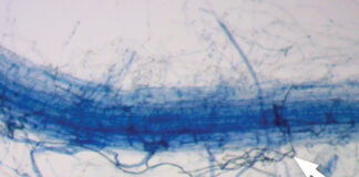 Mycorrhizae