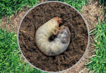 grubs