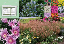 drought resistant plants