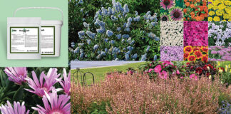 drought resistant plants