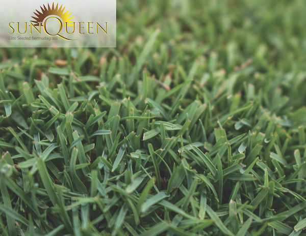 Bermudagrass Seed