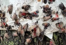 Spotted Lanternfly