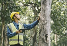 Trees + Tech