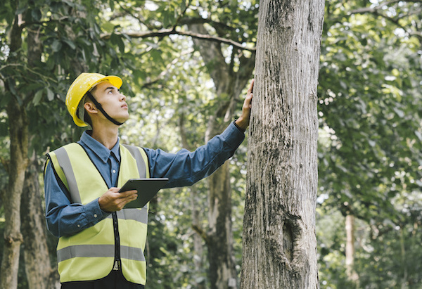 Trees + Tech