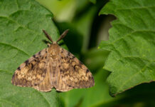 spongy moth
