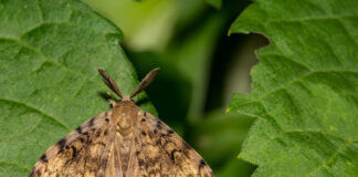 spongy moth