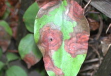 clematis blight