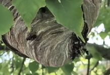 Stinging Insects