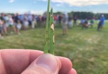 Troubleshooting Turfgrass Diseases