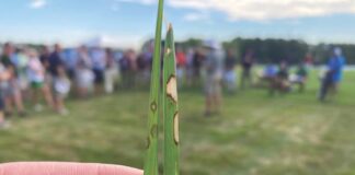 Troubleshooting Turfgrass Diseases