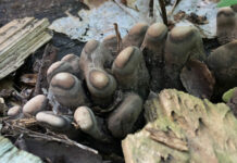 fungi