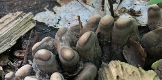 fungi