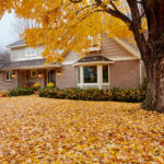 lawn care