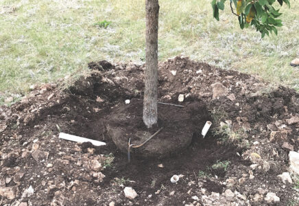 Staking Trees