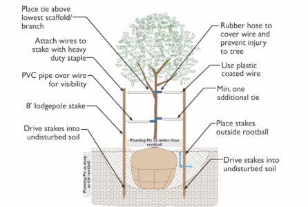 Staking Trees