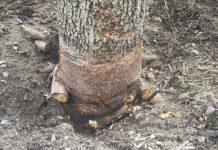 Root Girdling