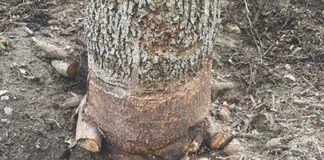 Root Girdling