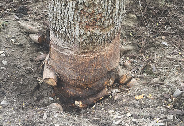 Root Girdling