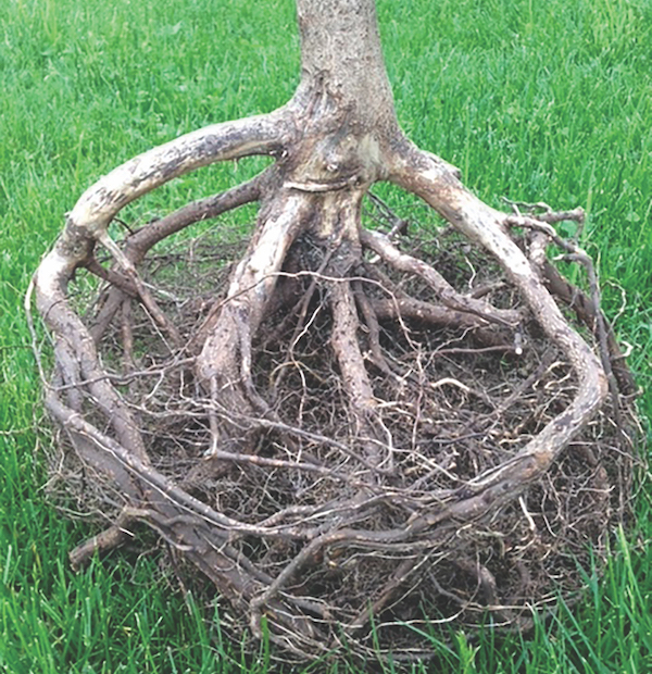 Root Girdling