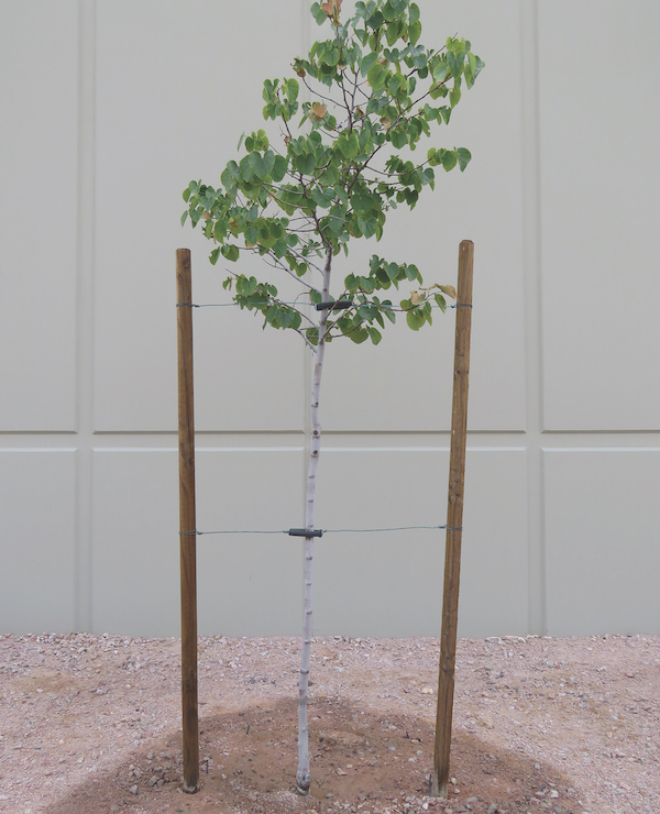 Staking Trees