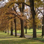 tree care