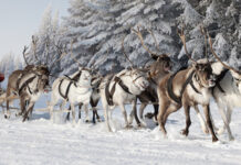 Reindeer