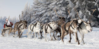 Reindeer