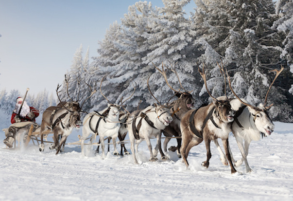Reindeer