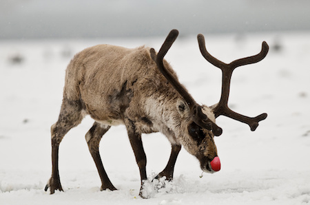 reindeer