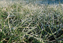 Dormant seeding