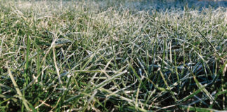 Dormant seeding