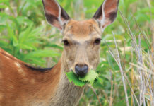 deer damage in landscapes
