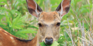 deer damage in landscapes