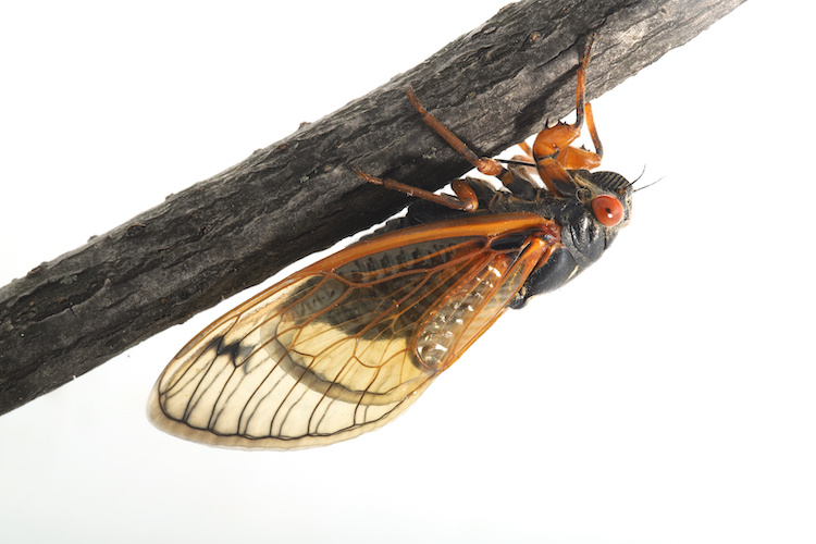 cicadas