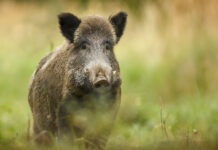hog damage, lawn