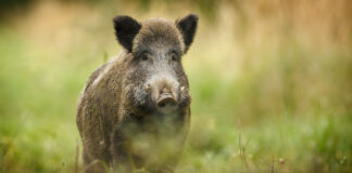 hog damage, lawn